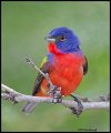 _2SB2858 painted bunting